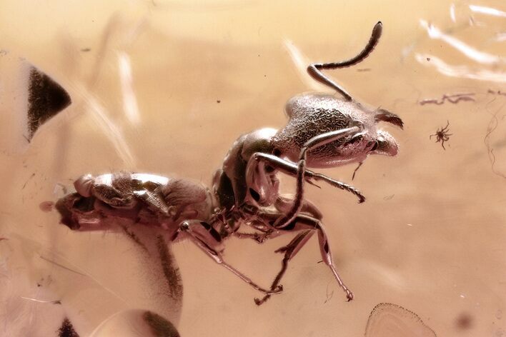 Detailed Fossil Ant (Formicidae) In Baltic Amber #367544